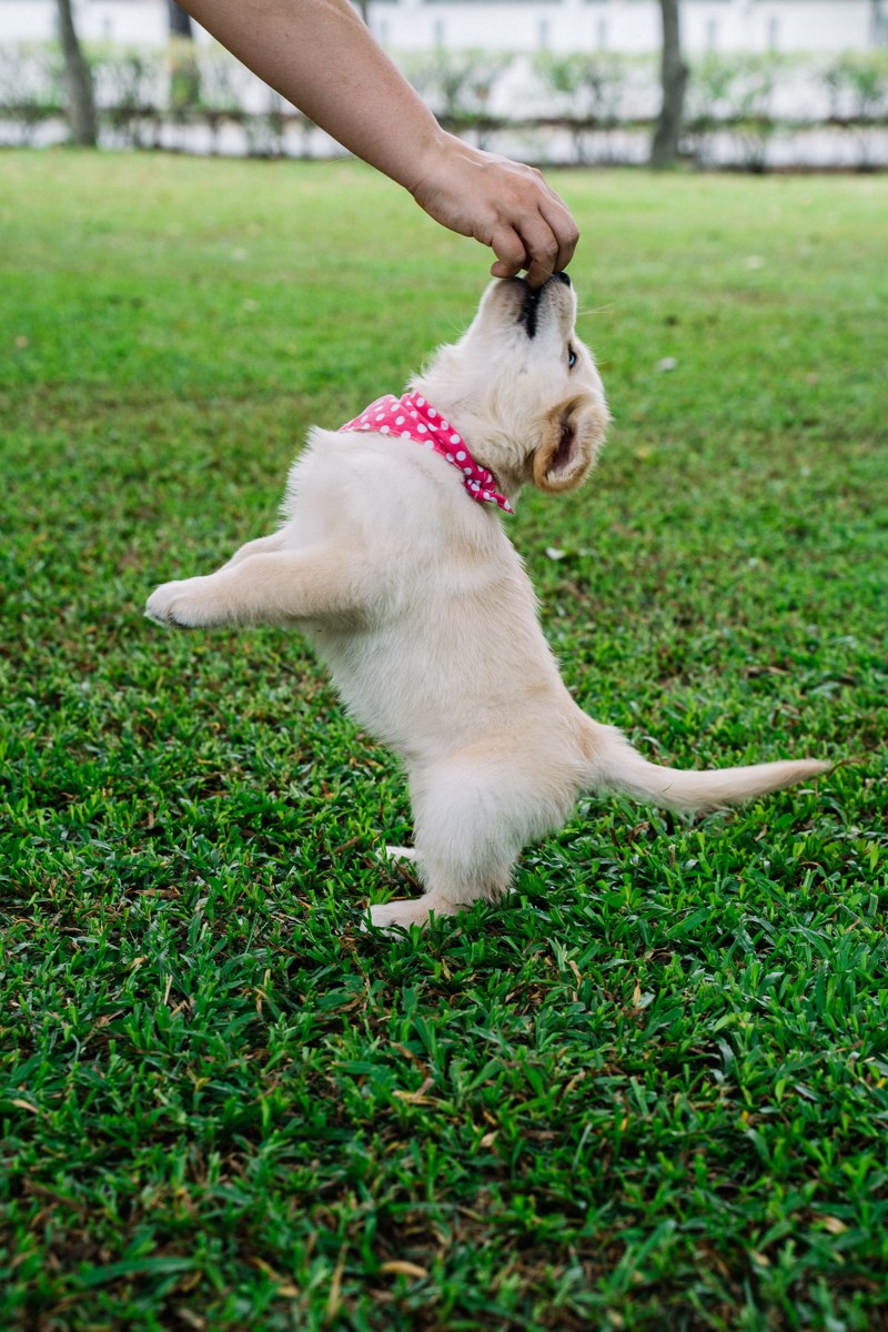A golden retriever puppy on the grass